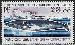 Timbre: Petit rorqual