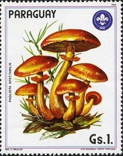 Timbre: Gymnopile remarquable (Pholiota spectabilis)