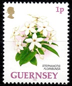 Timbre: Stephanotis floribunda