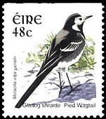 Timbre: Bergeronnette de Yarell (Motacilla alba yarrellii)