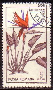 Timbre: Strelitzia reginae
