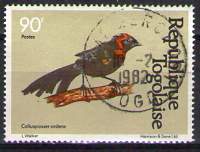Timbre: Coliuspasser ardens