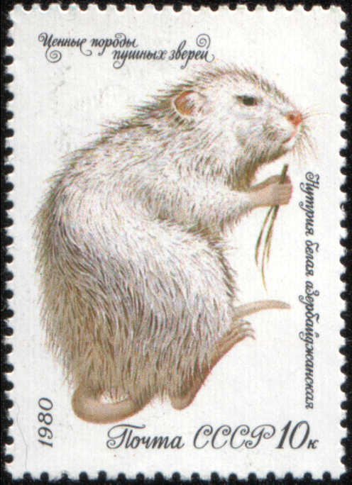 Timbre: Ragondin blanc