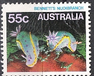 Timbre: Benntet's Nudibranch