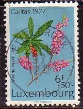 Timbre: Daphne mezereum