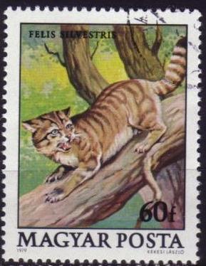 Timbre: Chat sauvage - Felis silvestris