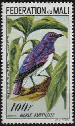 Timbre: Merle amethyste