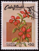 Timbre: Lochnera rosea