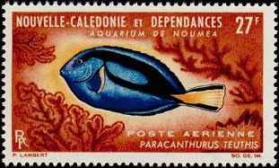 Timbre: Paracanthurus teuthis