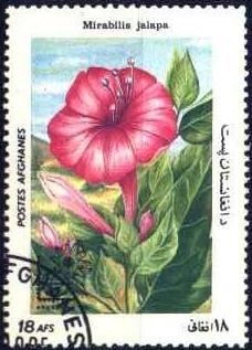 Timbre:  Mirabilis jalapa