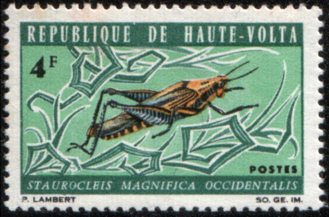 Timbre: Criquet Staurocleis maginfica occidentalis