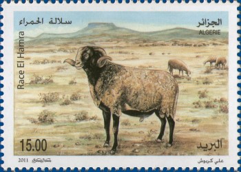 Timbre: Ovins d'Alg&eacute;rie : race El Hamra