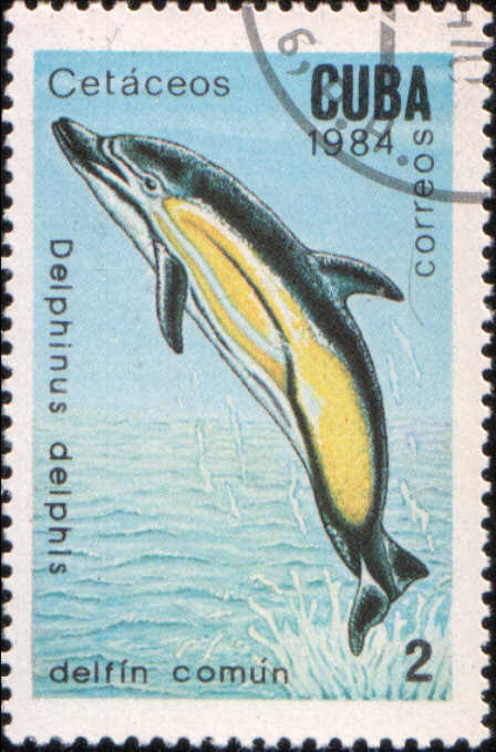Timbre: Delphinus delphis