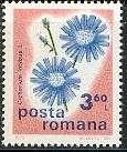 Timbre: Common Chicory (Cichorium intybus)