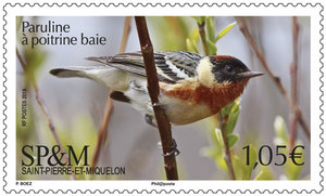 Timbre:  Paruline &agrave; poitrine baie