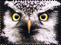 Timbre: Surnia ulula