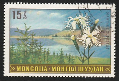 Timbre: Dianthus superbus