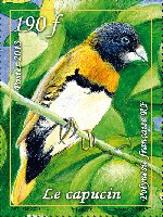 Timbre: Le capucin