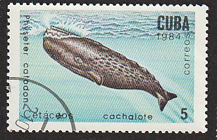 Timbre: Physeter catodon