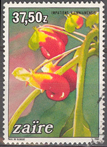 Timbre: Impatiens niamniamensis