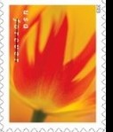 Timbre: Tulip Blossoms