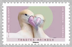 Timbre: Tendres animaux - Albatros &agrave; queue courte