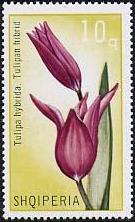 Timbre: Tulipe hybride