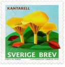 Timbre: Girolle