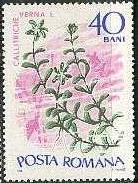 Timbre: Spring Water-starwort (Callitriche verna)