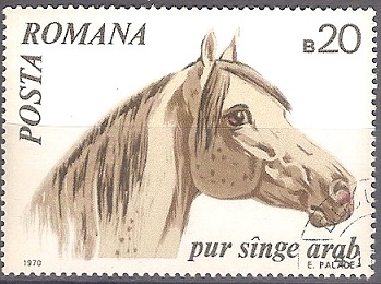 Timbre: Cheval Arabe