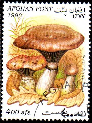 Timbre:  Gomphidius Glutinosus - champignon