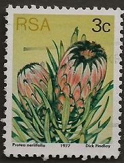 Timbre: Fleur Protea neriifolia