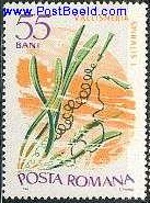 Timbre: Vallisneria spiralis