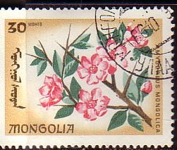 Timbre: Amygdalus mongolica