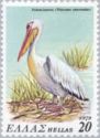 Timbre: Great White Pelican (Pelecanus onocrotalus)