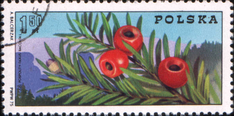 Timbre: Taxus baccata