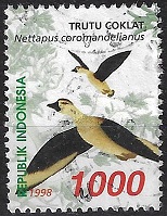 Timbre: Nettapus coromandelianus