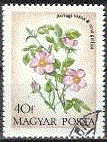 Timbre: Rose sauvage : Rosa Gallica