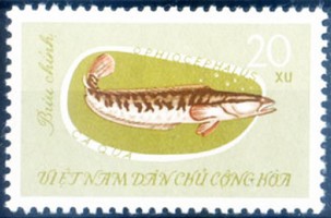 Timbre: Poisson : Channa argus (poisson t&ecirc;te de serpent)