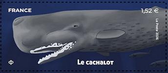 Timbre: Cachalot