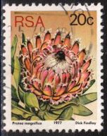 Timbre: Protea magnifica
