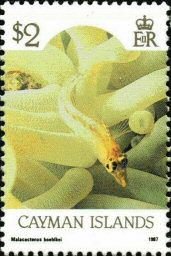 Timbre: Malacoctenus boehlkei