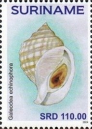 Timbre: Galeodea echinophora