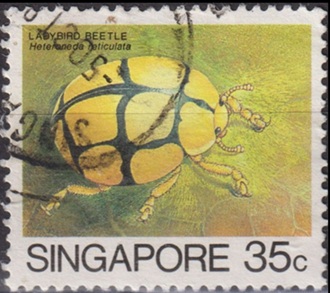 Timbre: Heteroneda reticulata