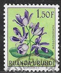 Timbre: Schizoglossum