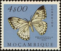 Timbre: Pseudophelia apollinaris