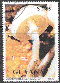Timbre: Oudemanseilla mucida