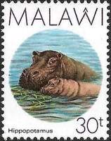 Timbre: Hippopotame