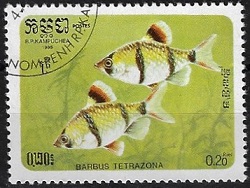 Timbre: Barbus tetrazona