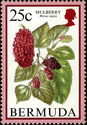 Timbre: Morus nigra (M&ucirc;res)
